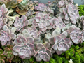 Graptopetalum Purple Delight Cuttings – 2 Unrooted Succulent Cuttings
