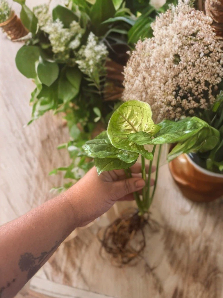 Syngonium Berry Allusion Rooted Leaf Cutting - Pink-Tinted Arrowhead Plant