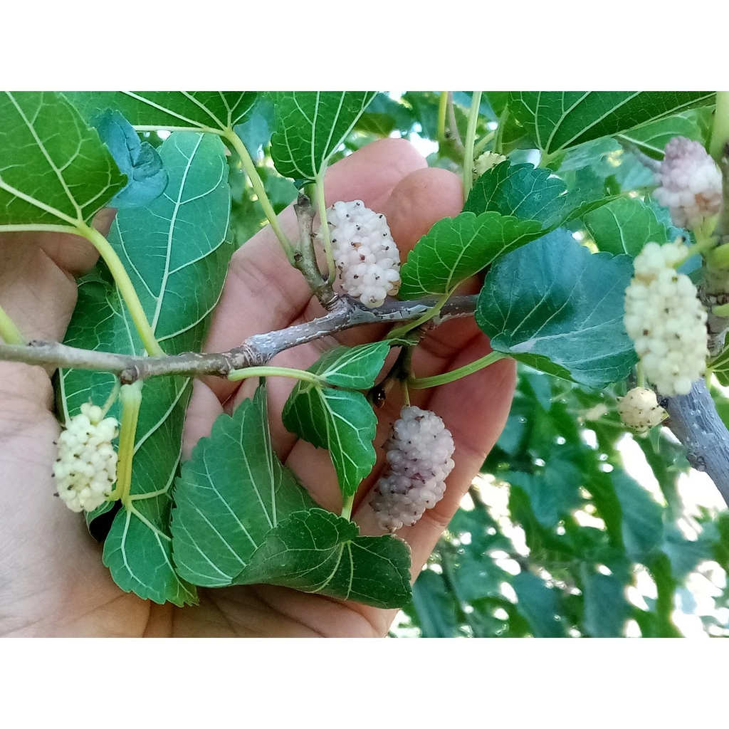 White Mulberry Cuttings (Morus alba) – 10 Unrooted Cuttings for Grafting or Rooting