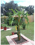 Dragon Fruit Cactus Plant (Hylocereus undatus) - 18" Live Potted Plant with Vase