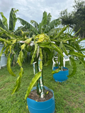La Verne Red Dragon Fruit Cutting - 12+" Hylocereus (Florida)