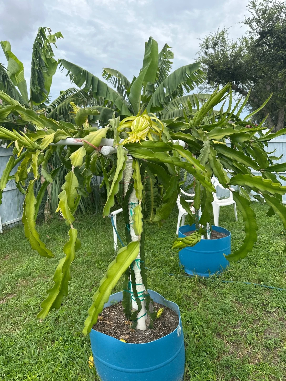 La Verne Red Dragon Fruit Cutting - 12+" Hylocereus (Florida)