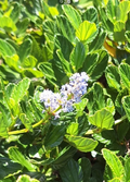 California Lilac Cuttings – 10 Unrooted Ceanothus horizontalis Stems for Propagation