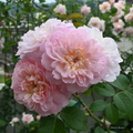 Ausmajesty English Rose Cuttings – 3 Unrooted 5–8