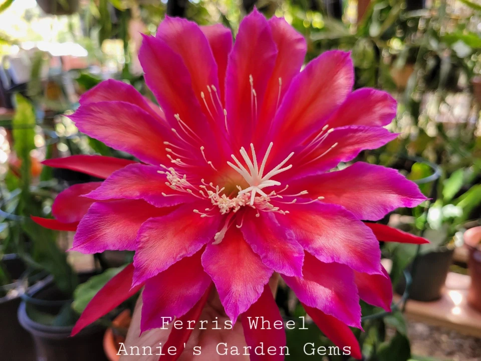 Epiphyllum Ferris Wheel Unrooted Cuttings – 8–10 in Orchid Cactus Segments