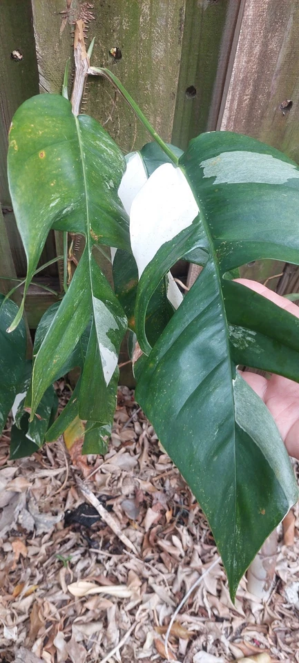 Epipremnum Pinnatum Marble Variegated Live Cutting - Variegated Aroid Vine