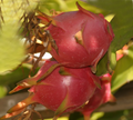 Halley’s Comet Dragon Fruit – Rooted 4–7