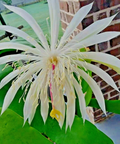 Night Blooming Cereus Epiphyllum Oxypetalum - Rooted Live Cactus in 4" Pot