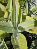 Donkey Ear Plant Kalanchoe gastonis-bonnieri — 1 Rooted Live Plant, 4–10"