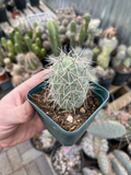 Tephrocactus alexanderii Rooted Bare Root Cactus – XL One Ball Segment