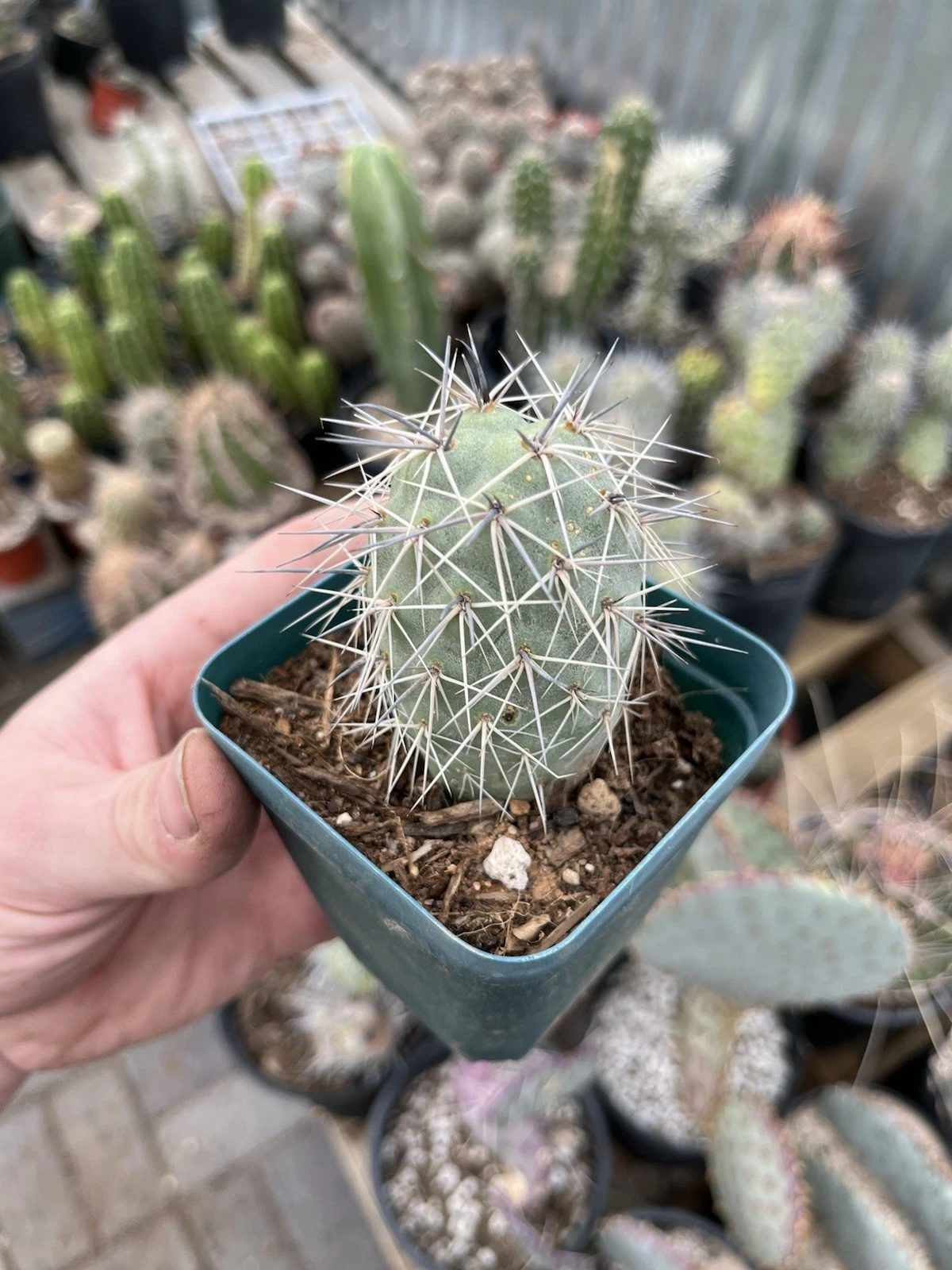 Tephrocactus alexanderii Rooted Bare Root Cactus – XL One Ball Segment
