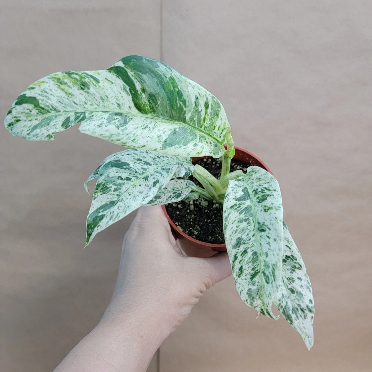 Marble Variegated Pothos Epipremnum aureum - 4" Pot Live Houseplant