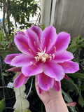 Epiphyllum oxypetalum Orchid Cactus Cuttings – 2 Purple-Tinted Night-Blooming Stems