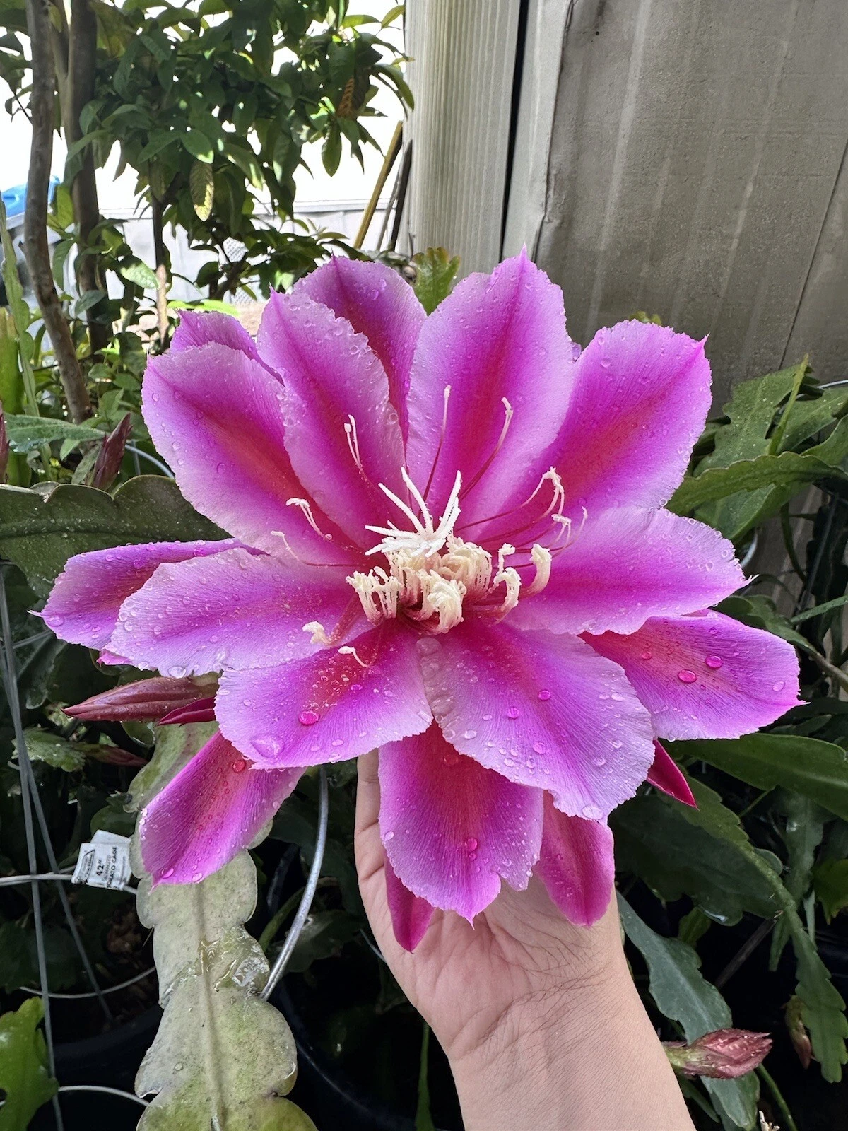 Epiphyllum oxypetalum Orchid Cactus Cuttings – 2 Purple-Tinted Night-Blooming Stems