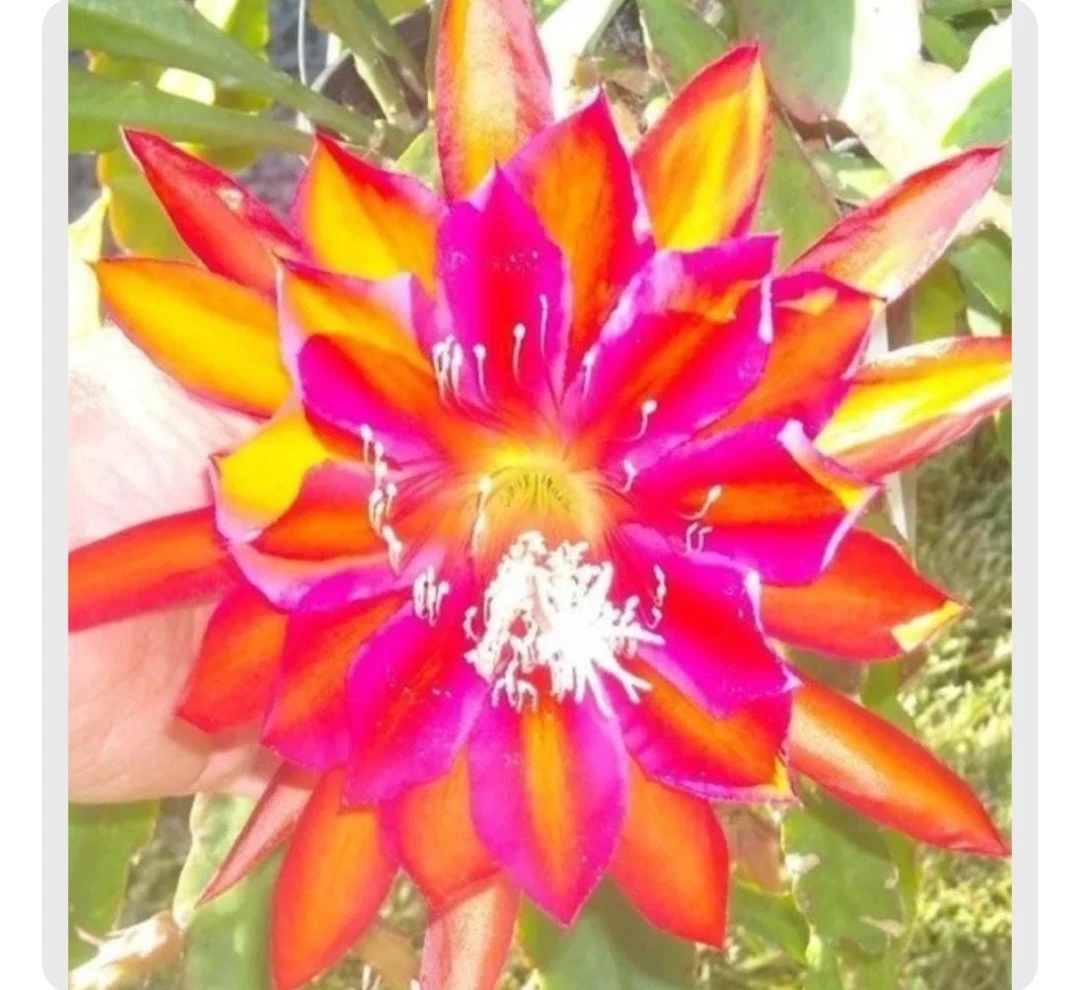 Epiphyllum Cuttings – 5 Premium Varieties (Orchid Cactus) – Unrooted