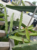 Desert King Dragon Fruit Cutting (Pitaya) – 8–12" Unrooted Climbing Cactus