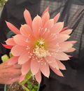Epiphyllum Orange Fiesta - Two Rooted Orange Fiesta Epiphyllum Plants in 3" Pots