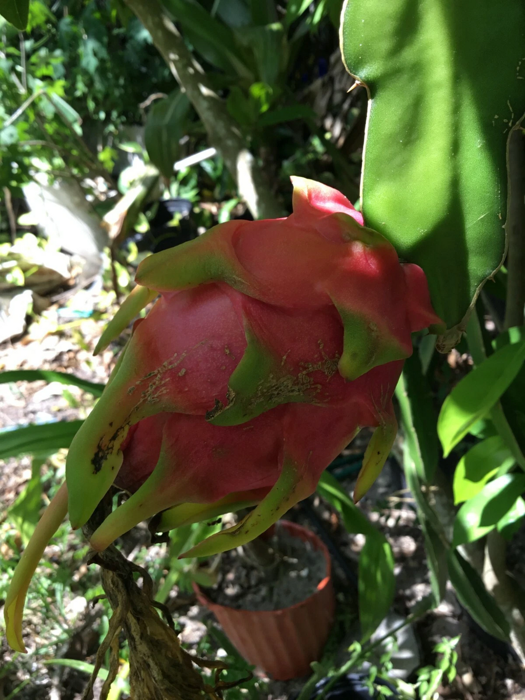 Vietnam Dragon Fruit Cuttings – 2 Unrooted 8–12 in Stems + 1 Free 4 in Cutting