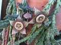 Orbea variegata Starfish Cuttings - 3 Live 3–4 inch Succulent Cuttings