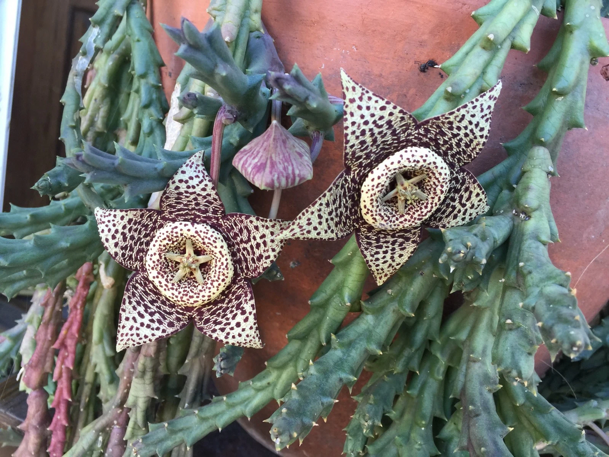 Orbea variegata Starfish Cuttings - 3 Live 3–4 inch Succulent Cuttings