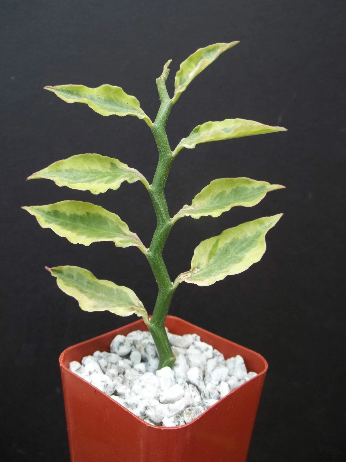 Pedilanthus tithymaloides Yellow Variegated Zigzag Plant – 2-Inch Starter