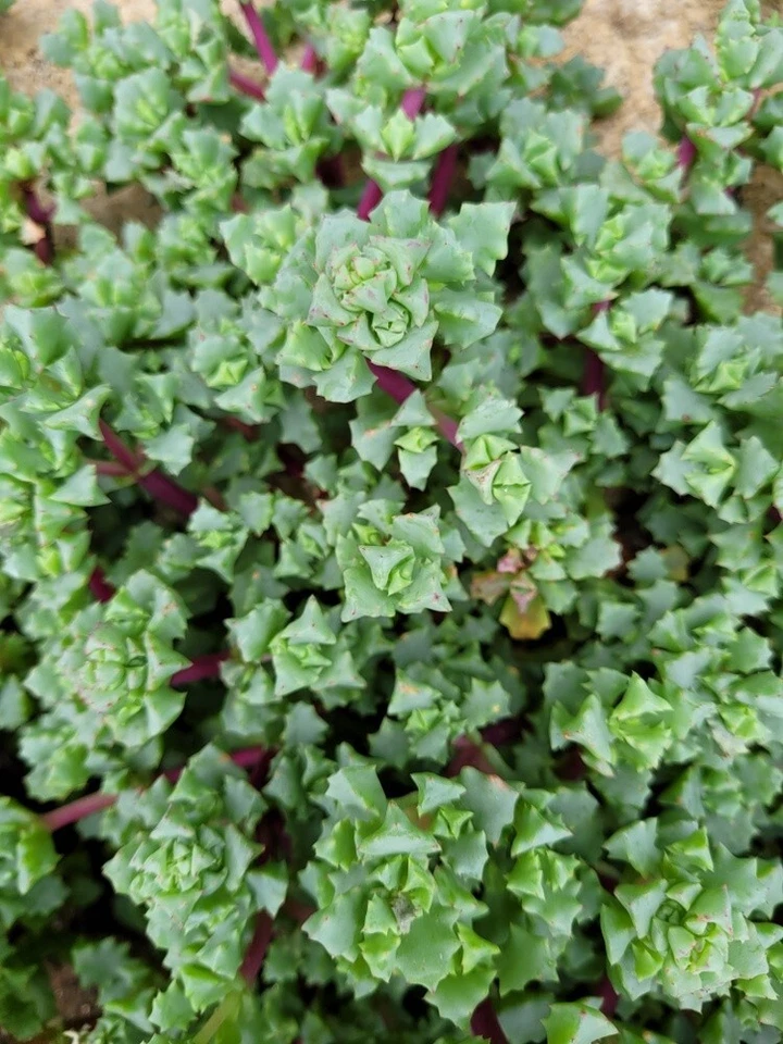 Pink Ice Plant Cuttings (Oscularia deltoides) – 5 Fresh Cuttings for Rooting