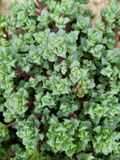 Pink Ice Plant Cuttings (Oscularia deltoides) – 5 Fresh Cuttings for Rooting