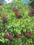 American Elderberry Plants – 2 Live Rooted Sambucus canadensis Starts