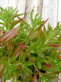 Crassula capitella Campfire Cuttings - 3 Unrooted Campfire Succulent Stems