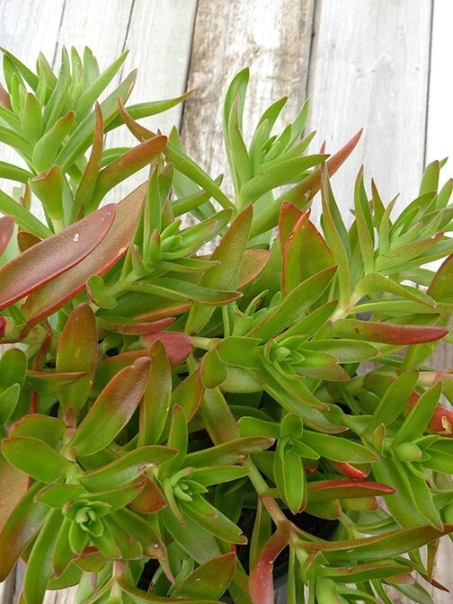 Crassula capitella Campfire Cuttings - 3 Unrooted Campfire Succulent Stems