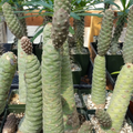 Tephrocactus articulatus Pinecone Cactus Cuttings – 3 Unrooted Segmented Sprouts