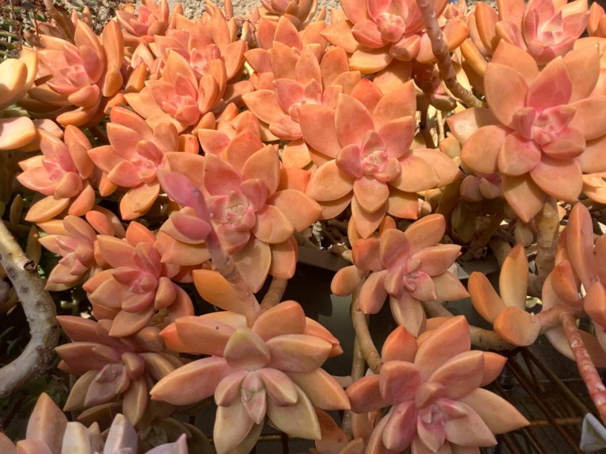 Graptosedum California Sunset Cuttings - 4 Unrooted 2–3" Succulent Stems