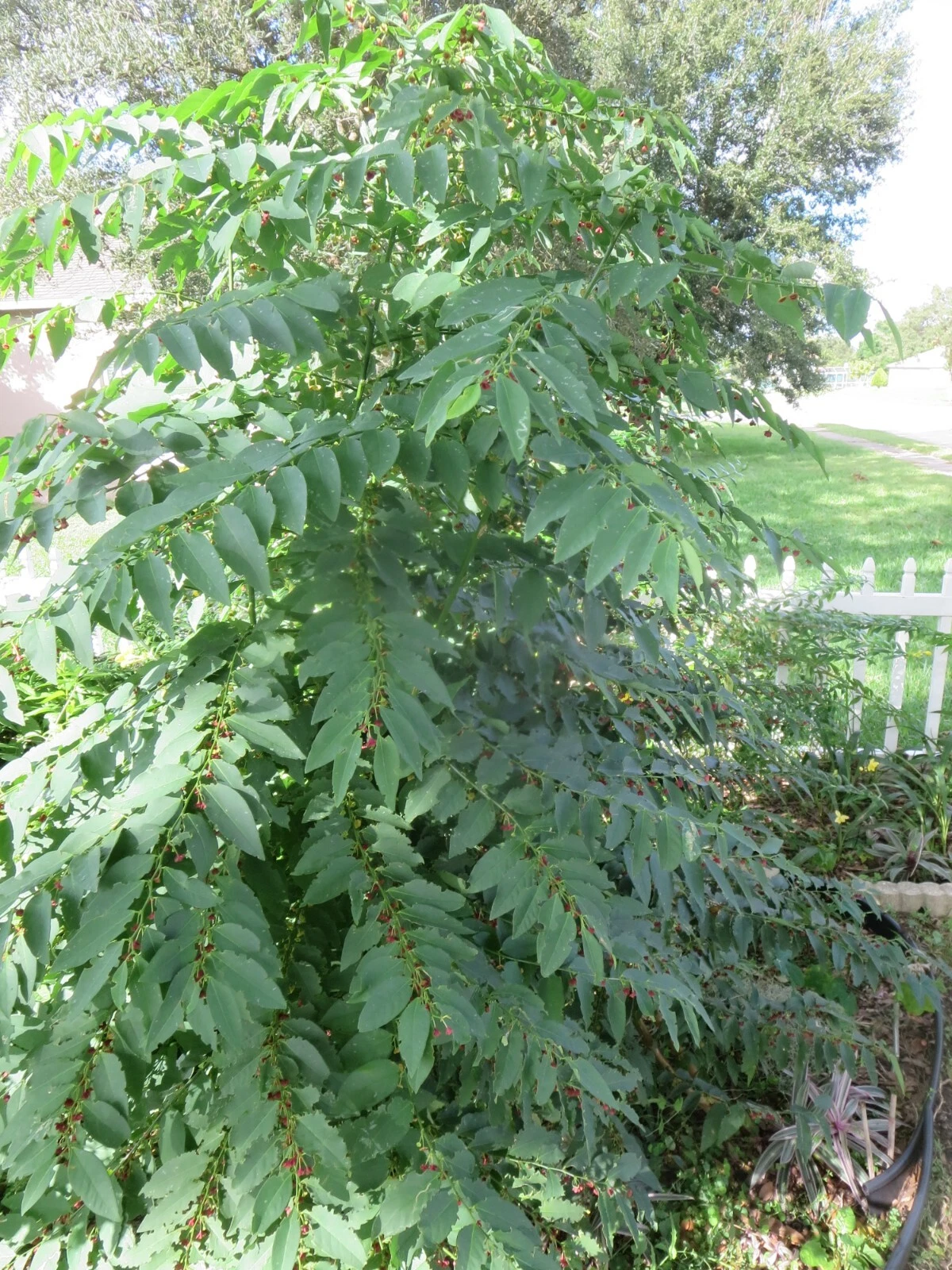 Katuk Star Gooseberry Sauropus androgynus Unrooted Cuttings – 5 Fresh Cuttings