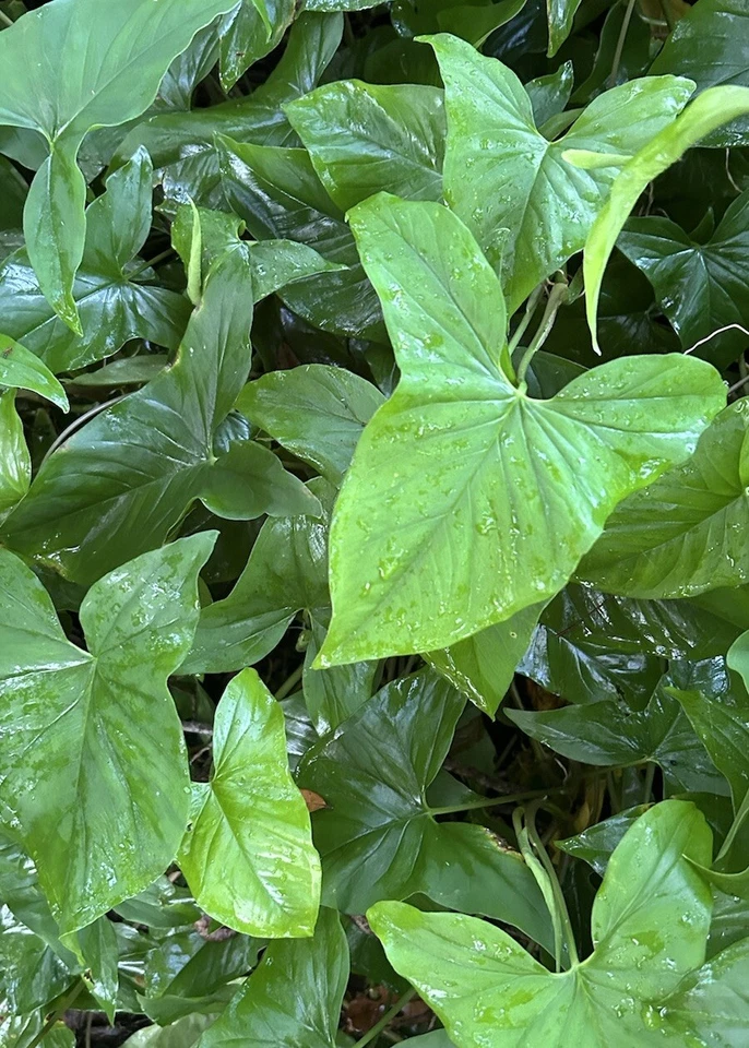 Arrowhead Vine Cuttings - 20 Live Rooted Syngonium Podophyllum Starter Plants