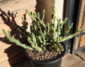 Cylindropuntia acanthocarpa Thornberi Cholla Cutting - 1 Live Unrooted Desert Cactus Cutting