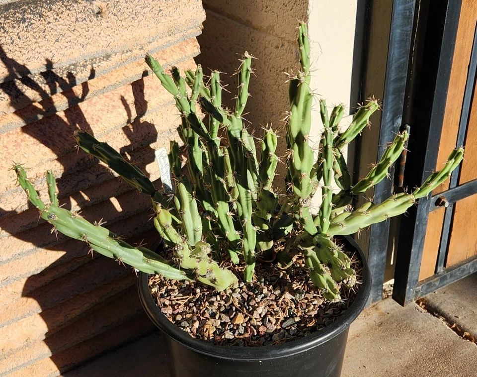 Cylindropuntia acanthocarpa Thornberi Cholla Cutting - 1 Live Unrooted Desert Cactus Cutting