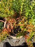 Crassula Campfire Cuttings – 4 Fresh 1–2