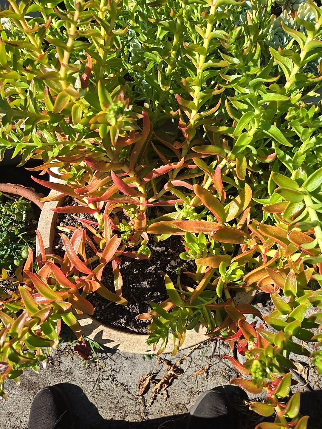 Crassula Campfire Cuttings – 4 Fresh 1–2