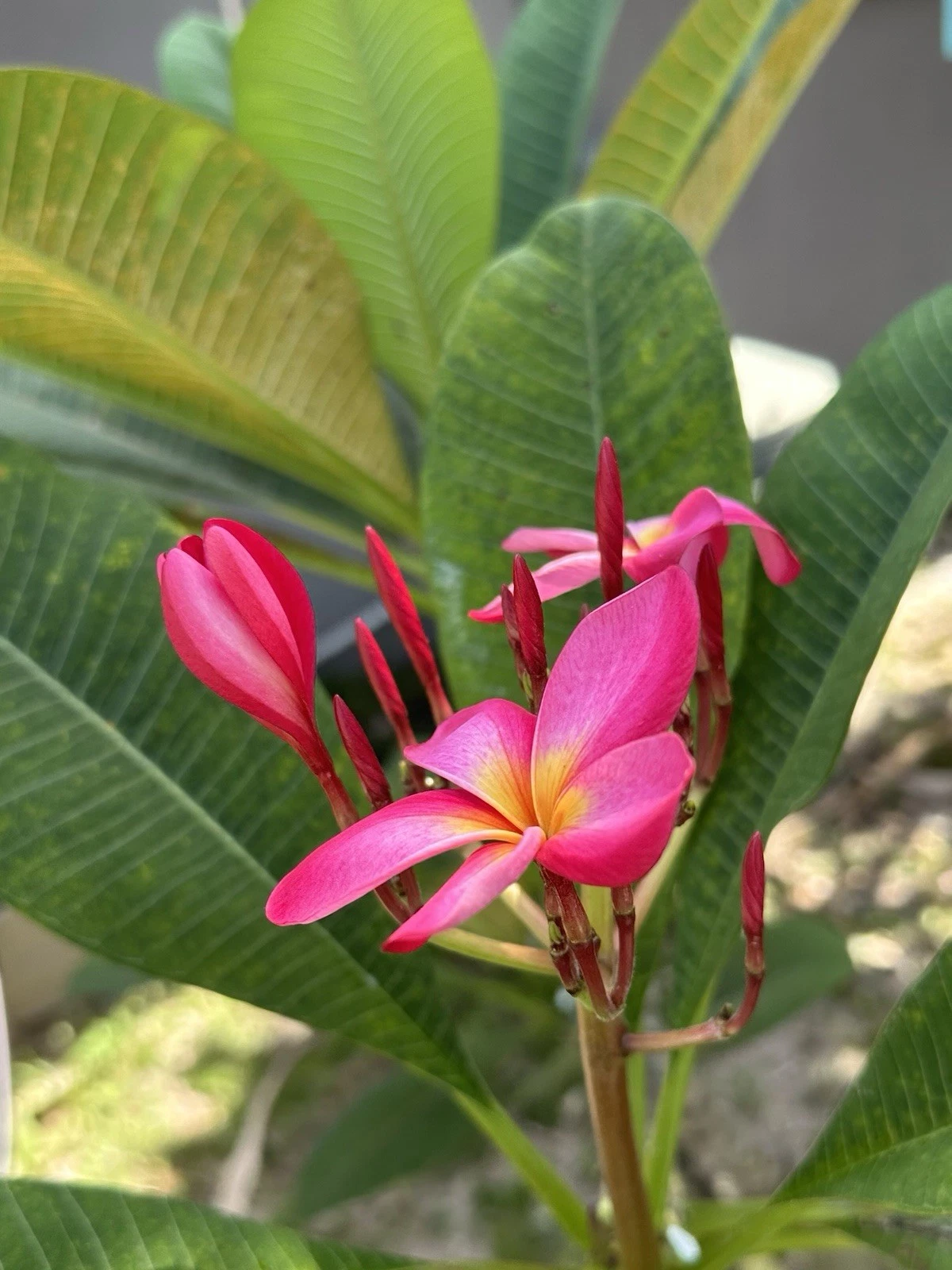 Hot Pink Plumeria Cutting (Frangipani) – 12" Unrooted Stem for Propagation