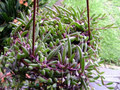 Ruby Necklace Othonna capensis — 4 Fresh Unrooted Cuttings, Trailing Succulent