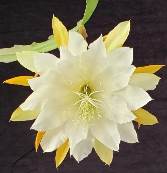 Epiphyllum Golden Pearl Rooted Cutting - Orchid Cactus