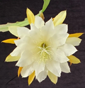 Epiphyllum Golden Pearl Rooted Cutting - Orchid Cactus
