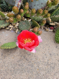 Arizona Red Prickly Pear Cactus Cutting | Opuntia phaeacantha × woodsii