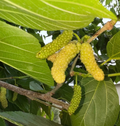 White Shahtoot Mulberry Cuttings – 10 Unrooted 6–10
