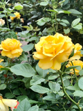 Yellow Texas Rose Cuttings - Unrooted 6–8" for Rooting, 3 Stem Set
