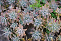 Ghost Plant Cuttings - Graptopetalum paraguayense, 3 Unrooted Succulent Cuttings