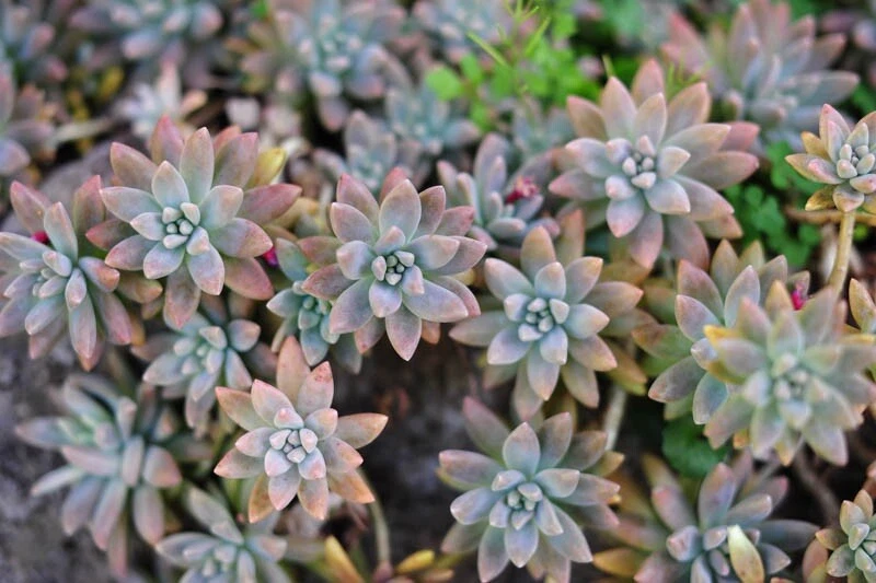 Ghost Plant Cuttings - Graptopetalum paraguayense, 3 Unrooted Succulent Cuttings