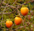Hachiya Persimmon Cuttings – 5 Unrooted Branch Cuttings (Diospyros kaki) for Grafting & Propagation
