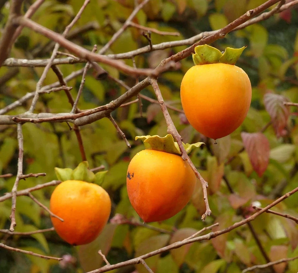 Hachiya Persimmon Cuttings – 5 Unrooted Branch Cuttings (Diospyros kaki) for Grafting & Propagation