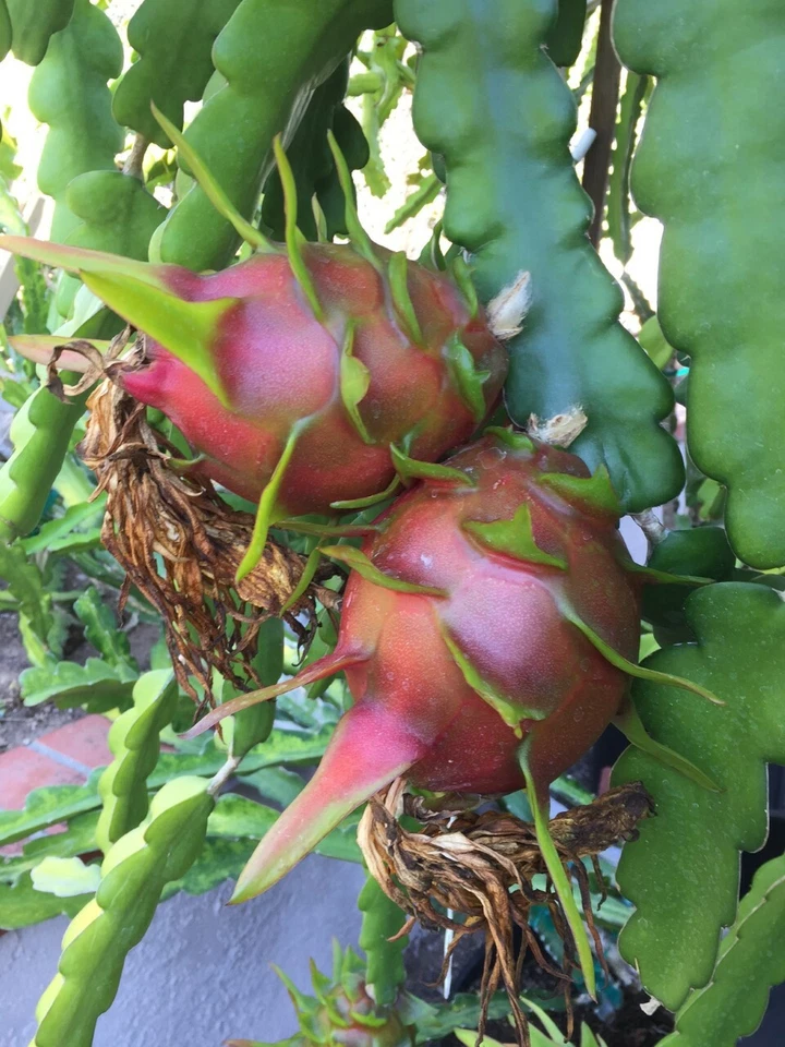 Purple Haze Dragon Fruit Cuttings (2) – Red-Flesh Hylocereus, 9–14" Unrooted Stems
